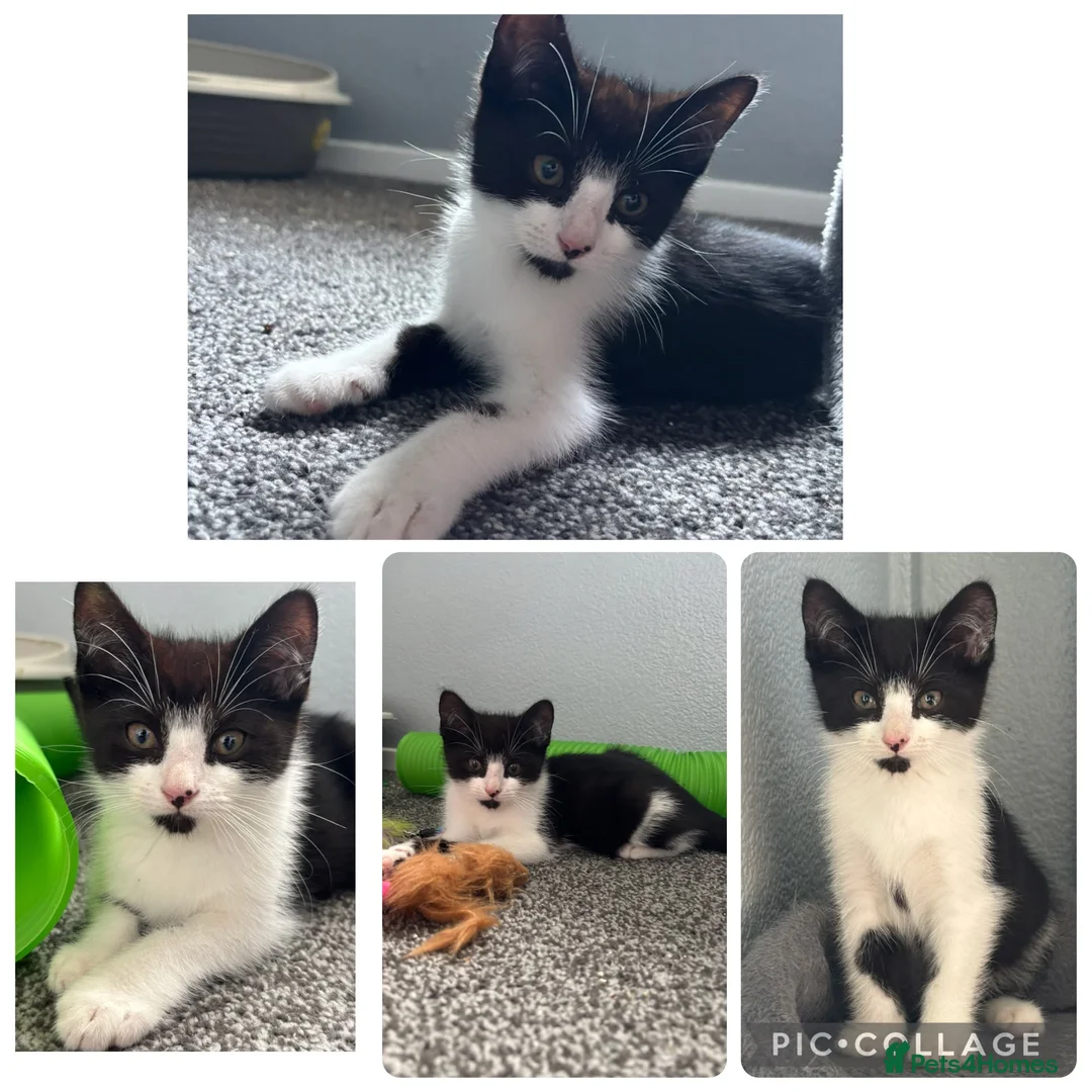 Mixed Breed cats for sale: Beautiful rescue babies  - Advert 2