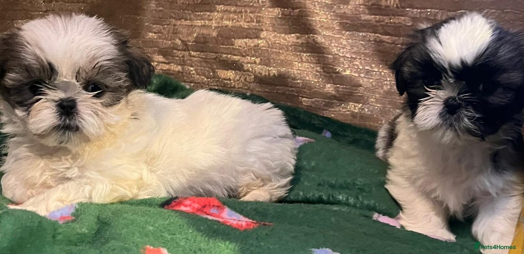 Shih Tzu dogs for sale: Shih Tzu puppy's - Advert 14