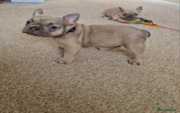 French Bulldog dogs for sale: Rosie litter  - Image 26