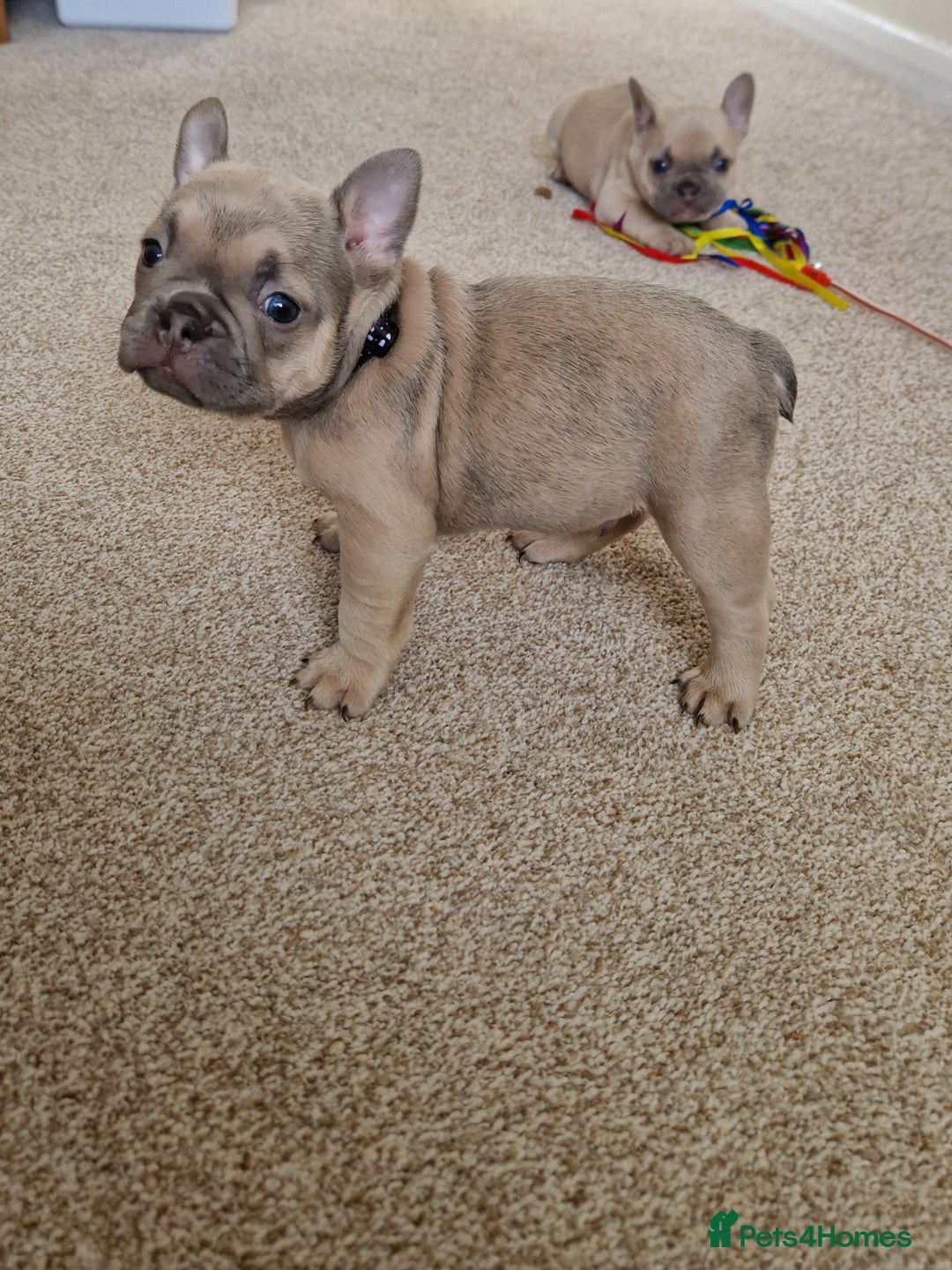 French Bulldog dogs for sale: Rosie litter  - Image 26