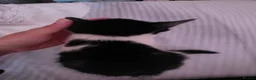 Mixed Breed cats for sale: Beautiful Kittens Looking for Loving Homes - Advert 10