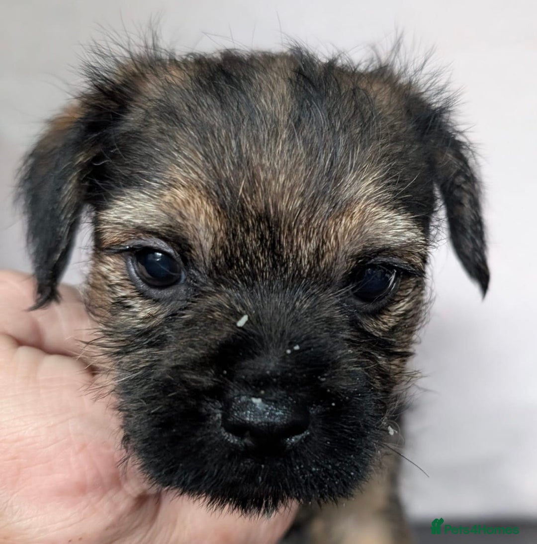 Border Terrier dogs for sale: Border Terrier pups - Advert 5