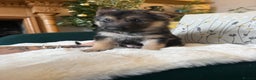 German Shepherd dogs for sale: Stunning German Shepherd Puppies - Advert 8