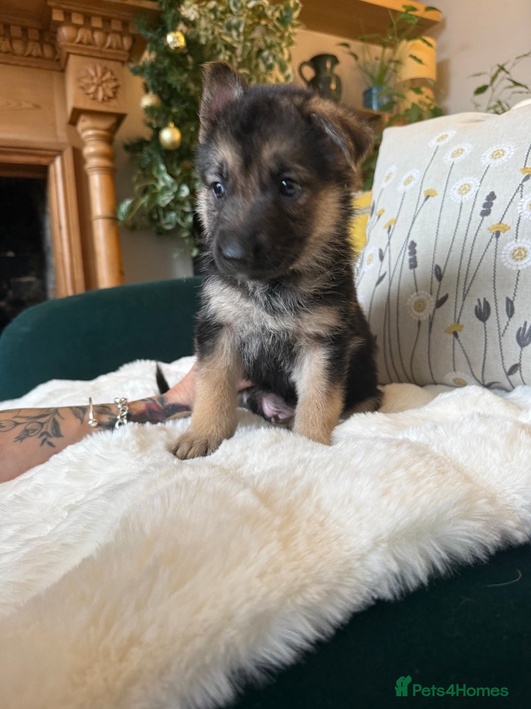 German Shepherd dogs for sale: Stunning German Shepherd Puppies - Advert 8
