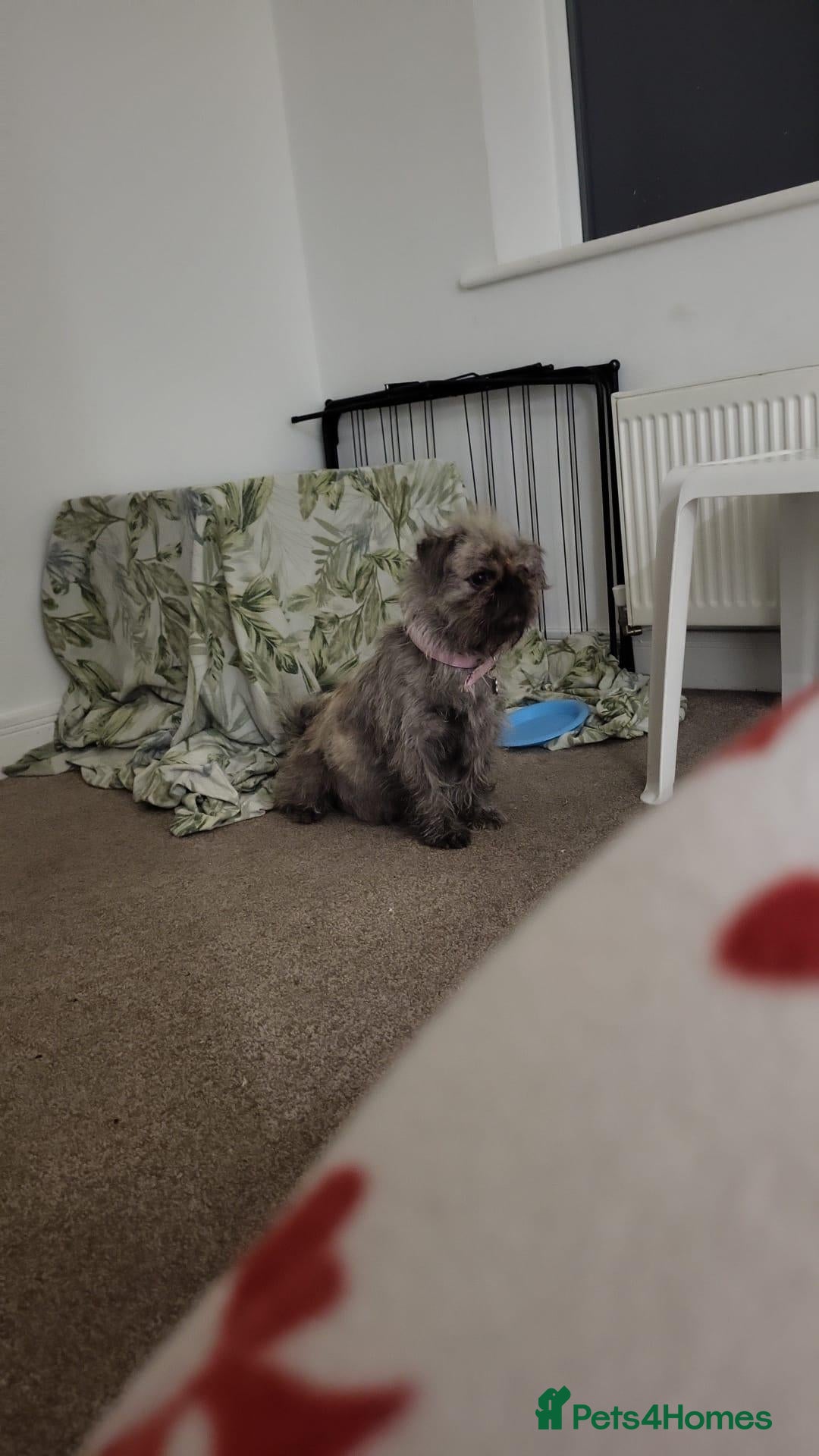Mixed Breed dogs 5 pug mixed shihtzu ready to gofirstweekofDecember - Advert 1