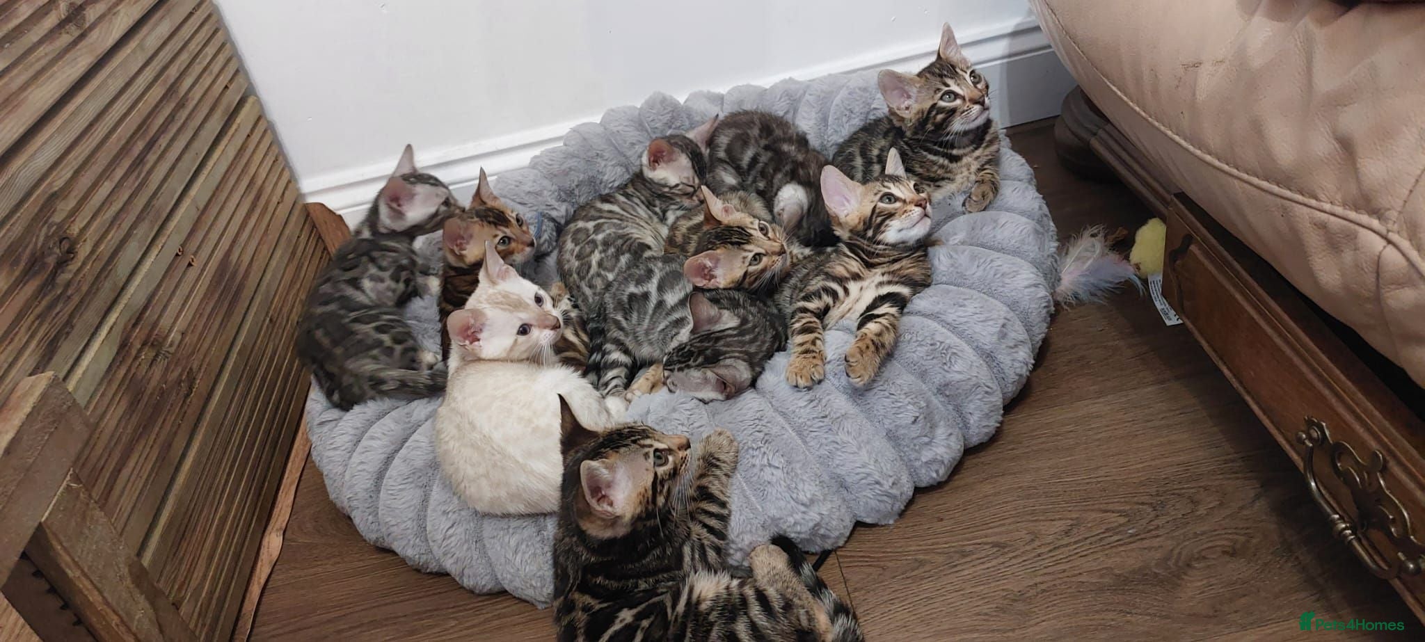 Bengal cats Stunning Bengal Kittens  - Advert 14