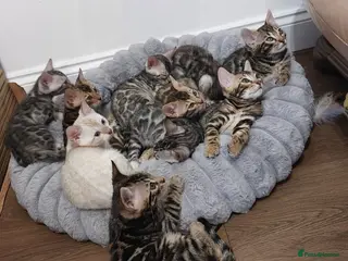 Bengal cats Stunning Bengal Kittens - Advert 14