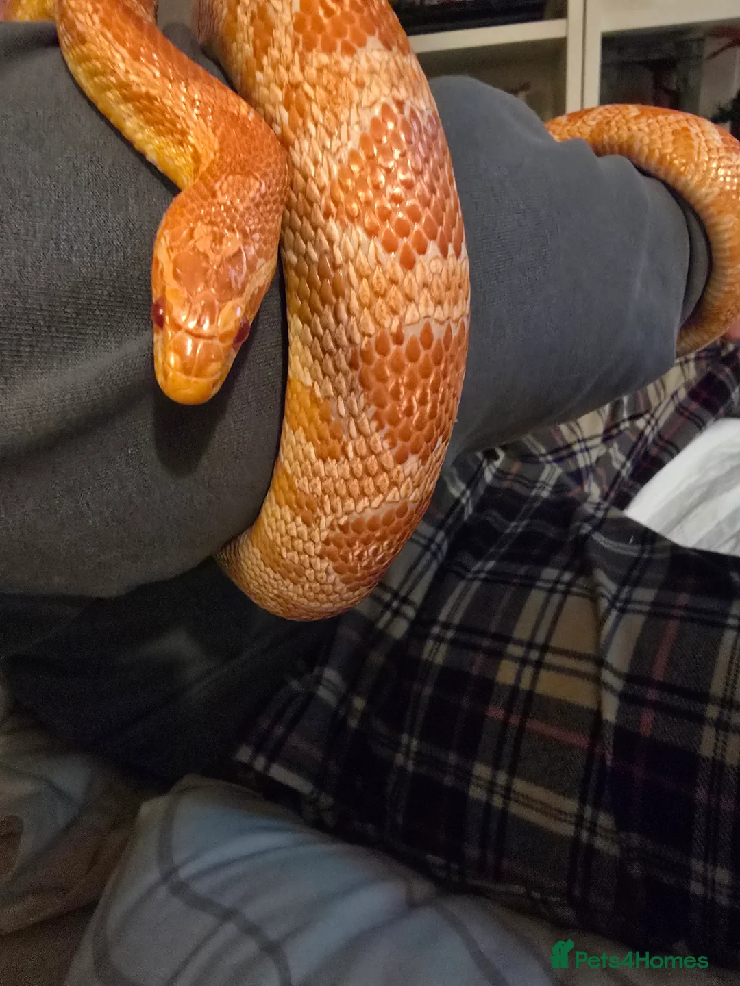Corn Snake reptiles for sale: Corn Snake & Full set up (Female approx 4 y) - Advert 3