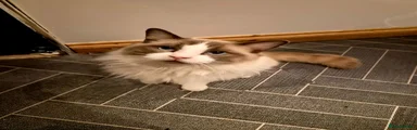 Kaos 