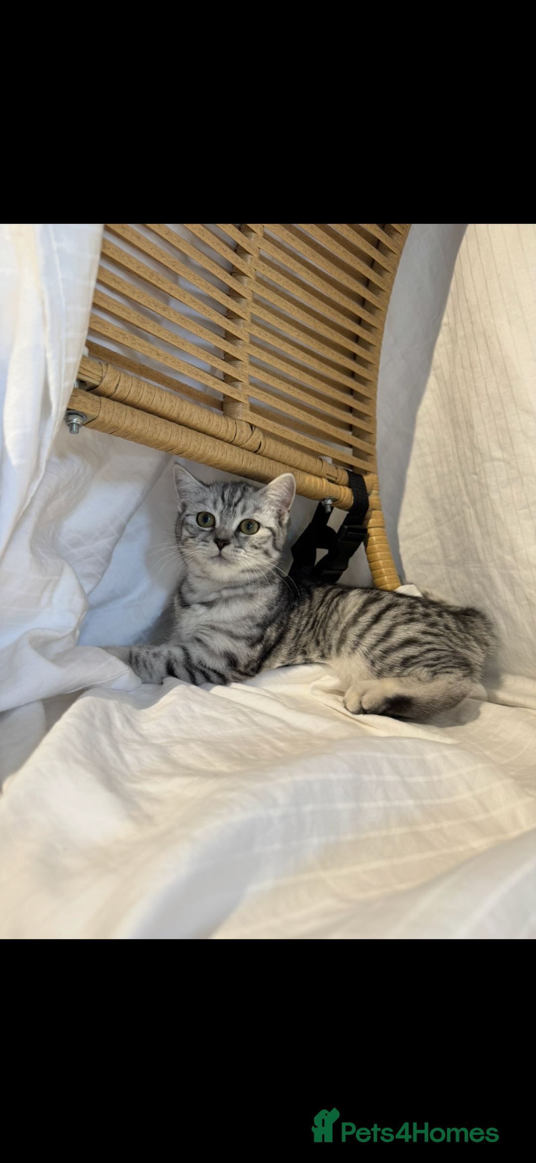 Scottish Fold cats for sale: Scottish Fold Kittens Ready for Permanent Homes ✨ - Image 24