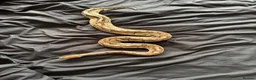 Python Snake reptiles for sale: Female lesser royal  - Advert 1