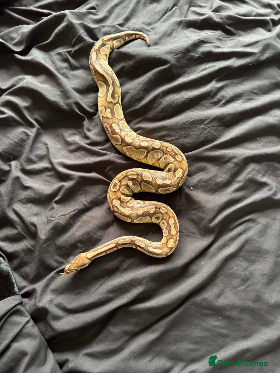 Python Snake reptiles for sale: Female lesser royal  - Advert 1
