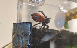 Spiders invertebrates for sale: 3 x female young adult jumping  spiders phidippus - Image 13