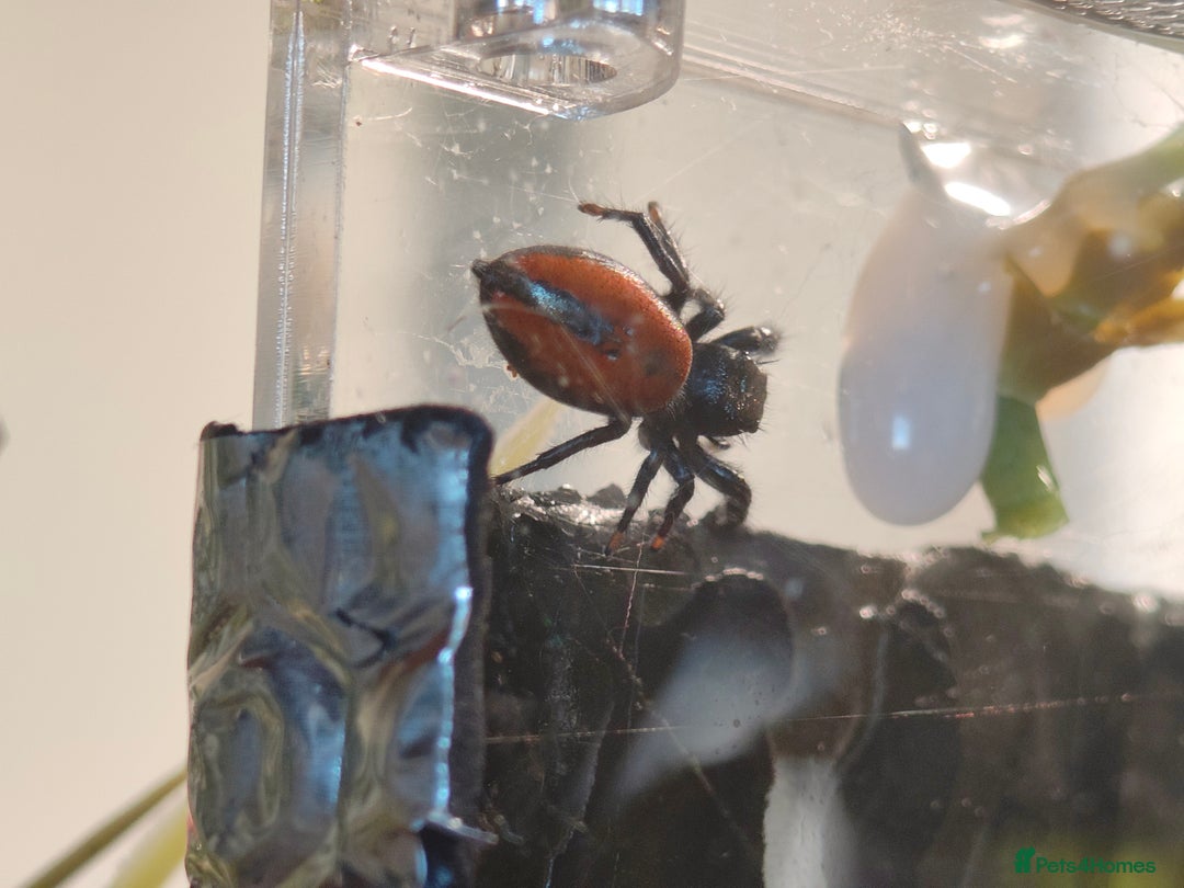 Spiders invertebrates for sale: 3 x female young adult jumping  spiders phidippus - Image 13