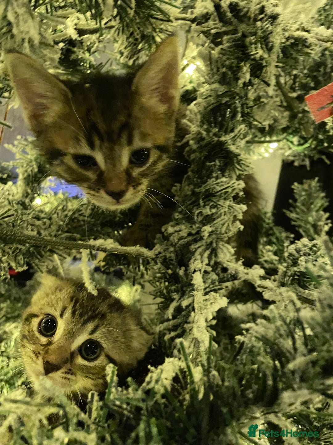 Mixed Breed cats for sale: Bombay cross Norwegian forest mix  - Advert 5