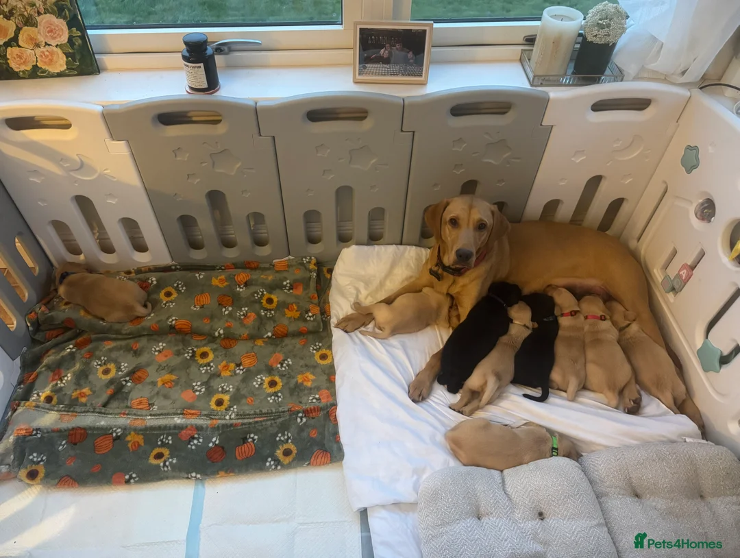 Labrador Retriever dogs for sale: Beautiful fox red male pups - Advert 2