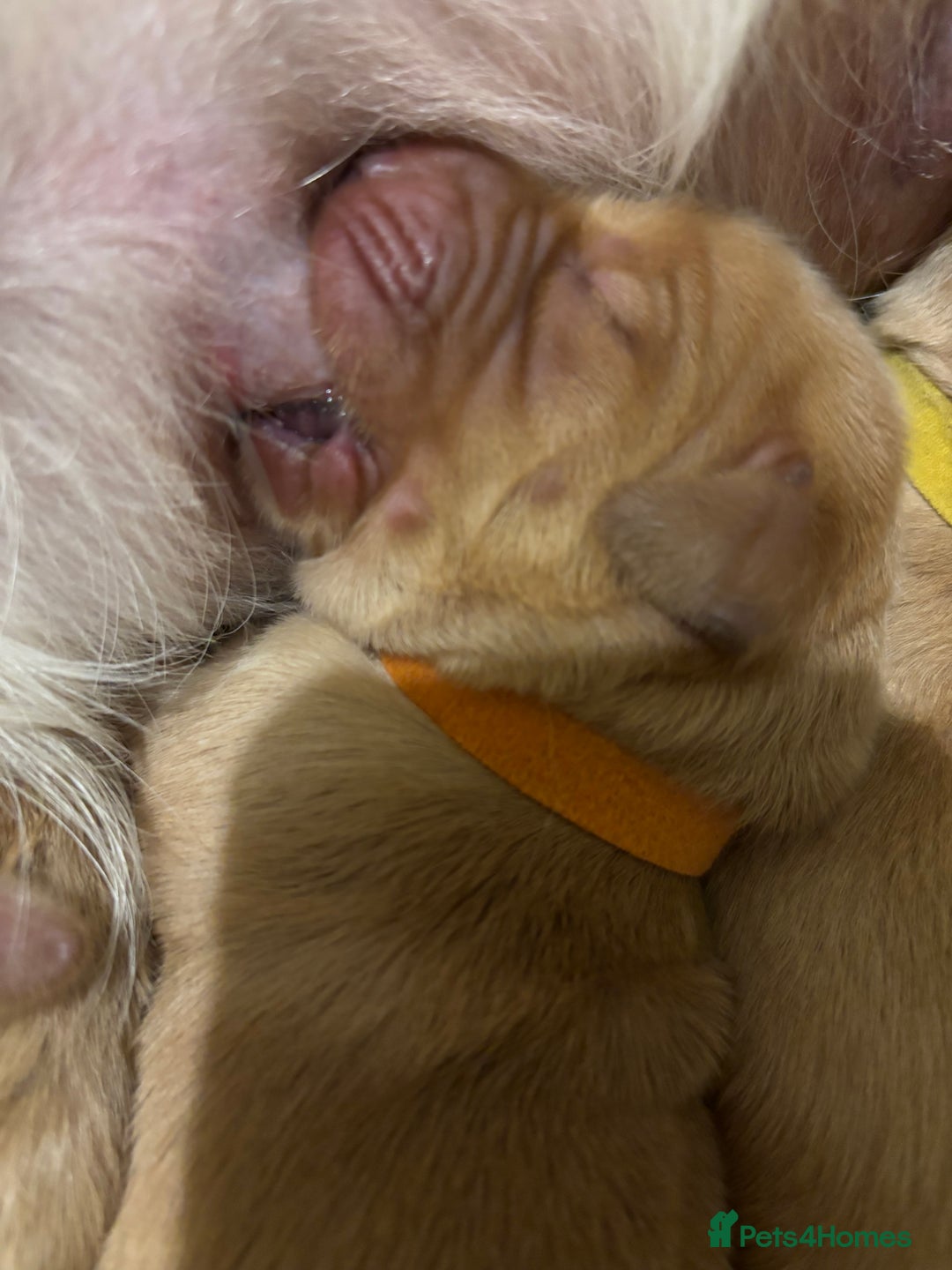 Golden Retriever dogs for sale: Beautiful Golden Retriever puppies  - Image 15