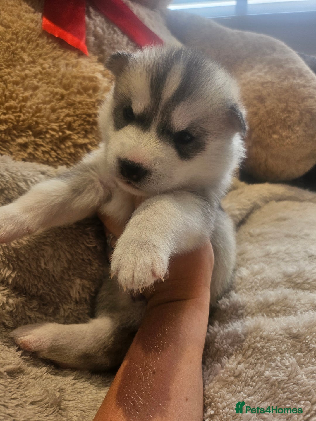 Siberian Husky dogs for sale: BEAUTIFUL SIBERIAN HUSKIES  - Image 8