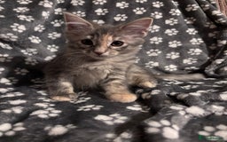 Ragcoon cats for sale: Beautiful Maine Coon x Ragdoll Kittens  Available - Image 4