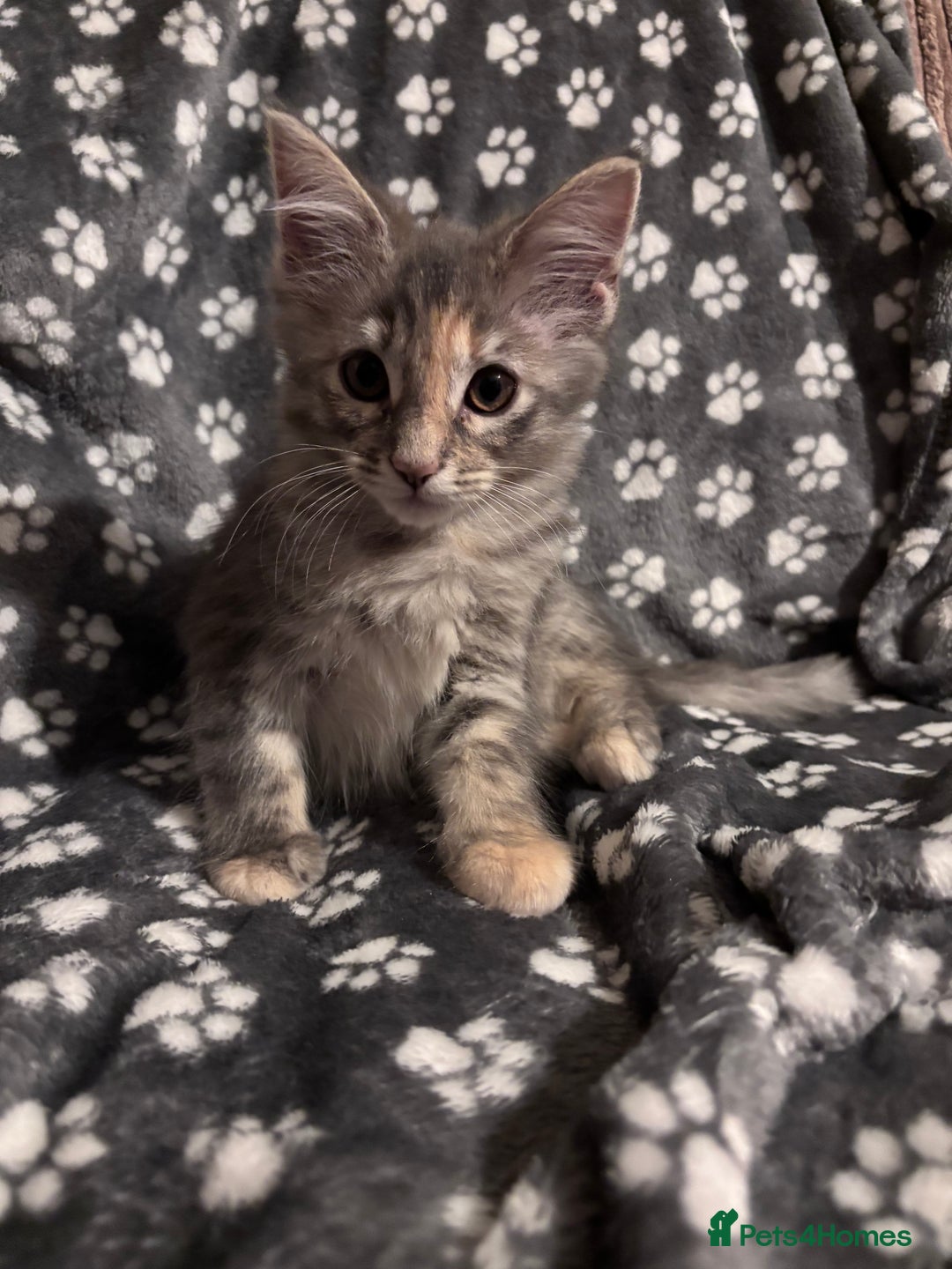 Ragcoon cats for sale: Beautiful Maine Coon x Ragdoll Kittens  Available - Image 4