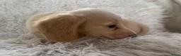 Miniature Dachshund dogs for sale: KC Longhaired Cream Miniature Dachshund Puppies - Advert 11