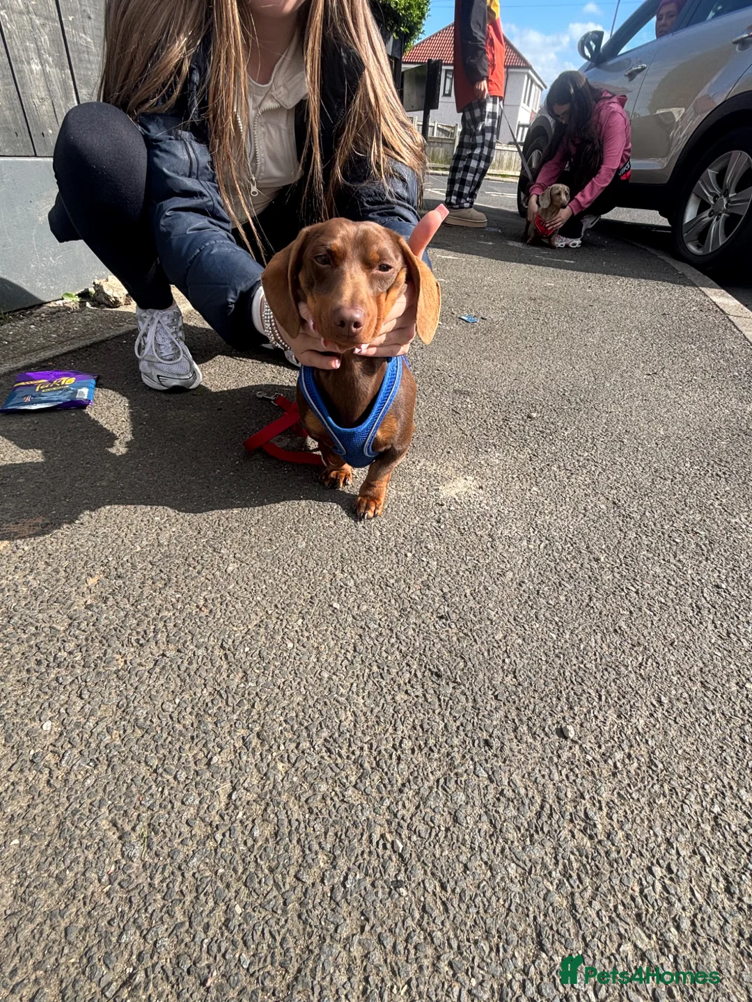 Miniature Dachshund dogs for sale: Miniature Dachshund  - Advert 2