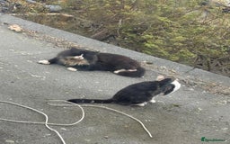 British Longhair cats for sale: Beautiful & playful kittens ready for new home - Image 2