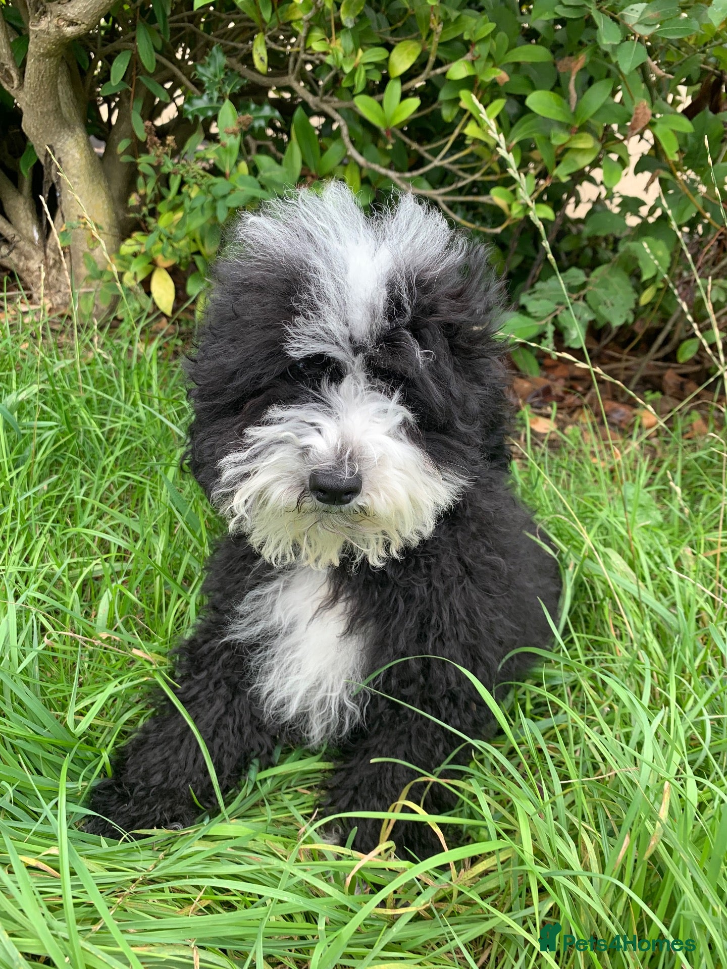 Cavapoo dogs Multigenerational Australian labradoodle cavapoo  - Advert 2