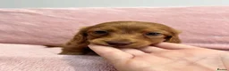 Miniature Dachshund dogs for sale: 2 beautiful long haired Miniature Dachshunds - Advert 20