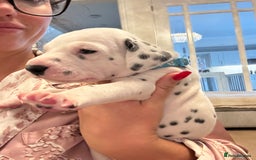 Dalmatian dogs for sale: 6 Beautiful Chunky Dalmatians born 27/5/25 in Stafford - Image 3
