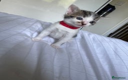 Domestic Shorthair cats for sale: 6 beautiful kittens  - Image 2