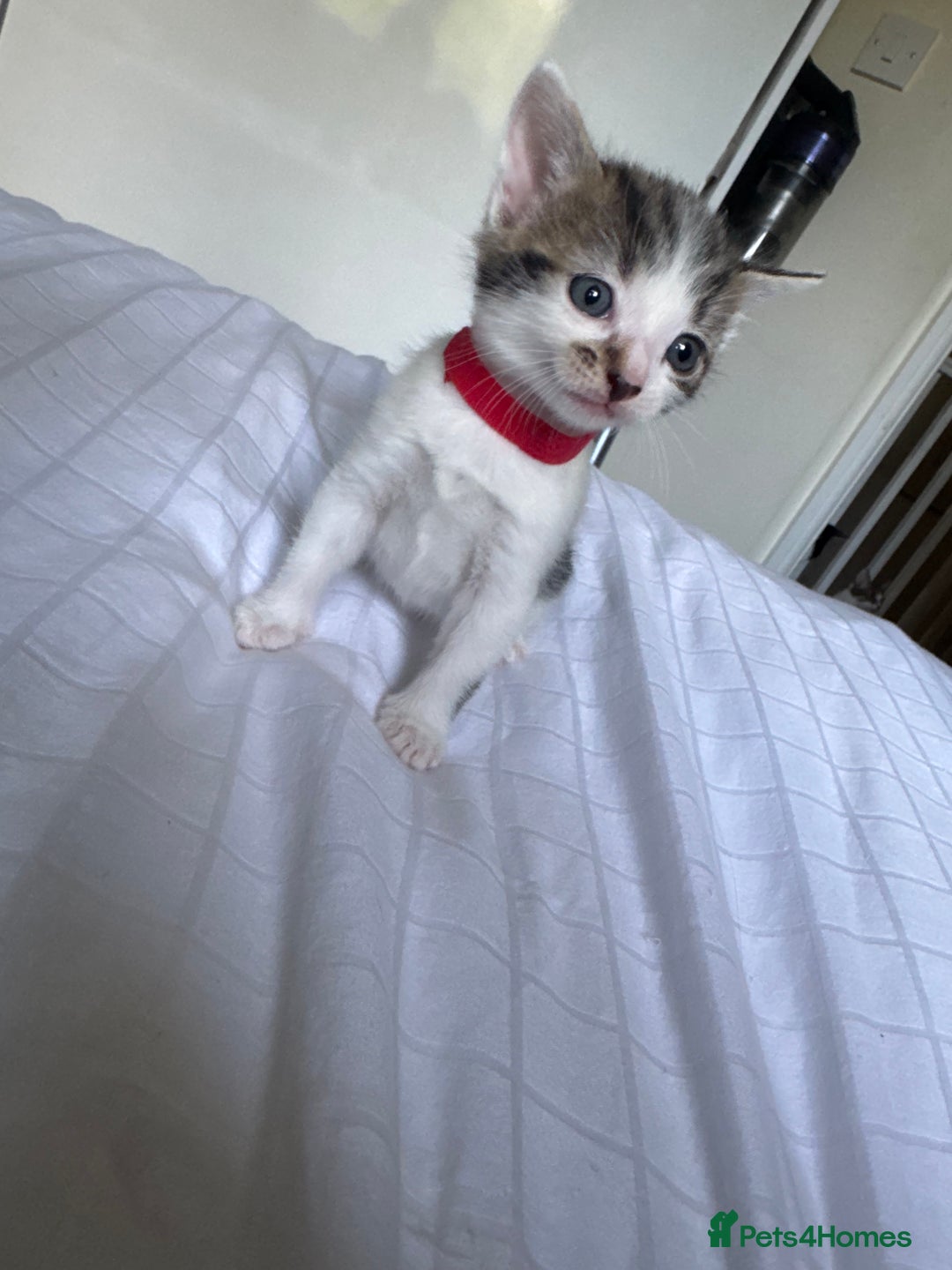 Domestic Shorthair cats for sale: 6 beautiful kittens  - Image 2