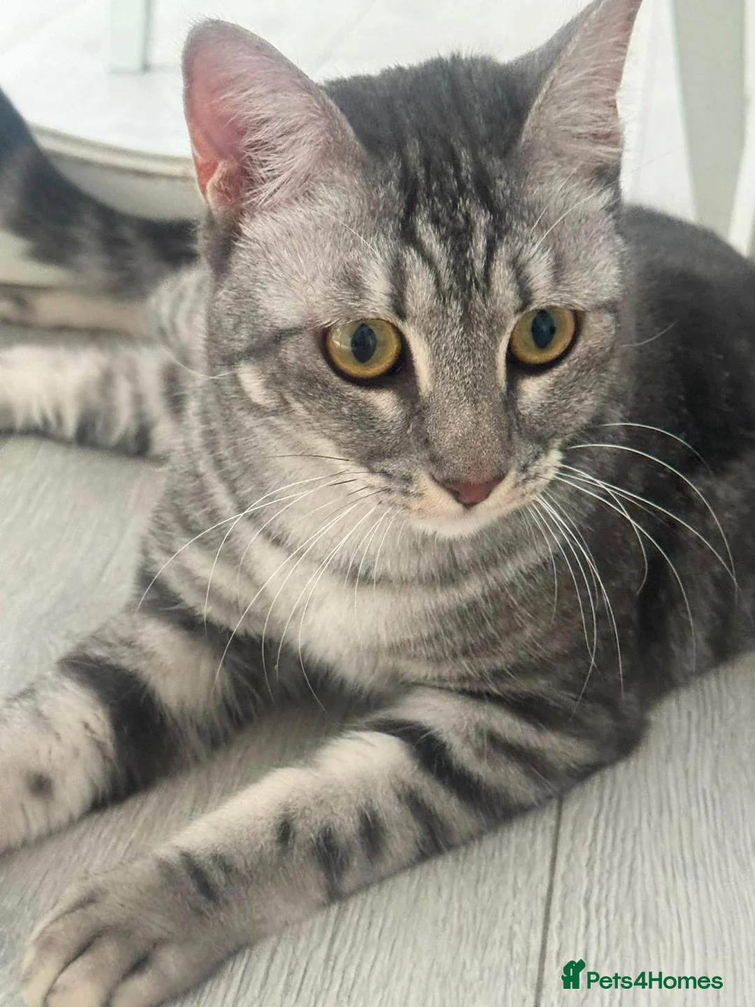 Mixed Breed cats for adoption: Indoor Rescue Leo in St Albans - Advert 7