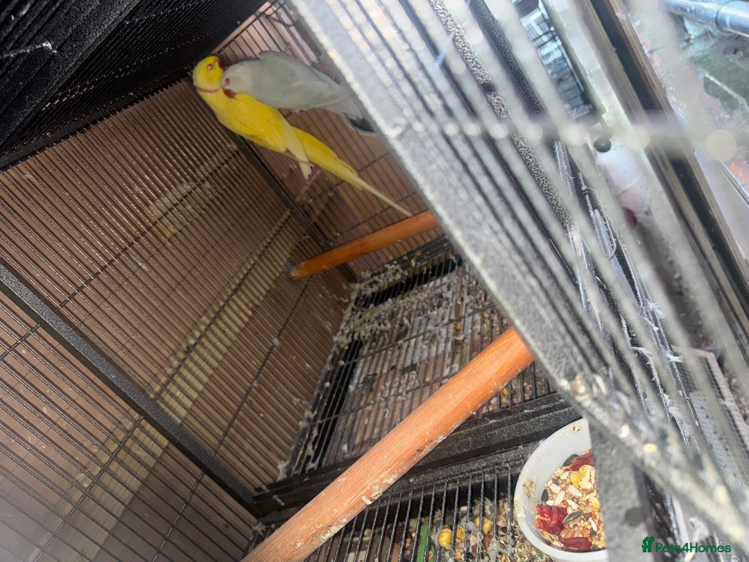 Ringnecks birds for sale: Pair ringneck - Advert 8