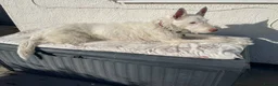Ibizan Hound dogs for adoption: Babu - Spanish Podenco  in Doncaster - Advert 8
