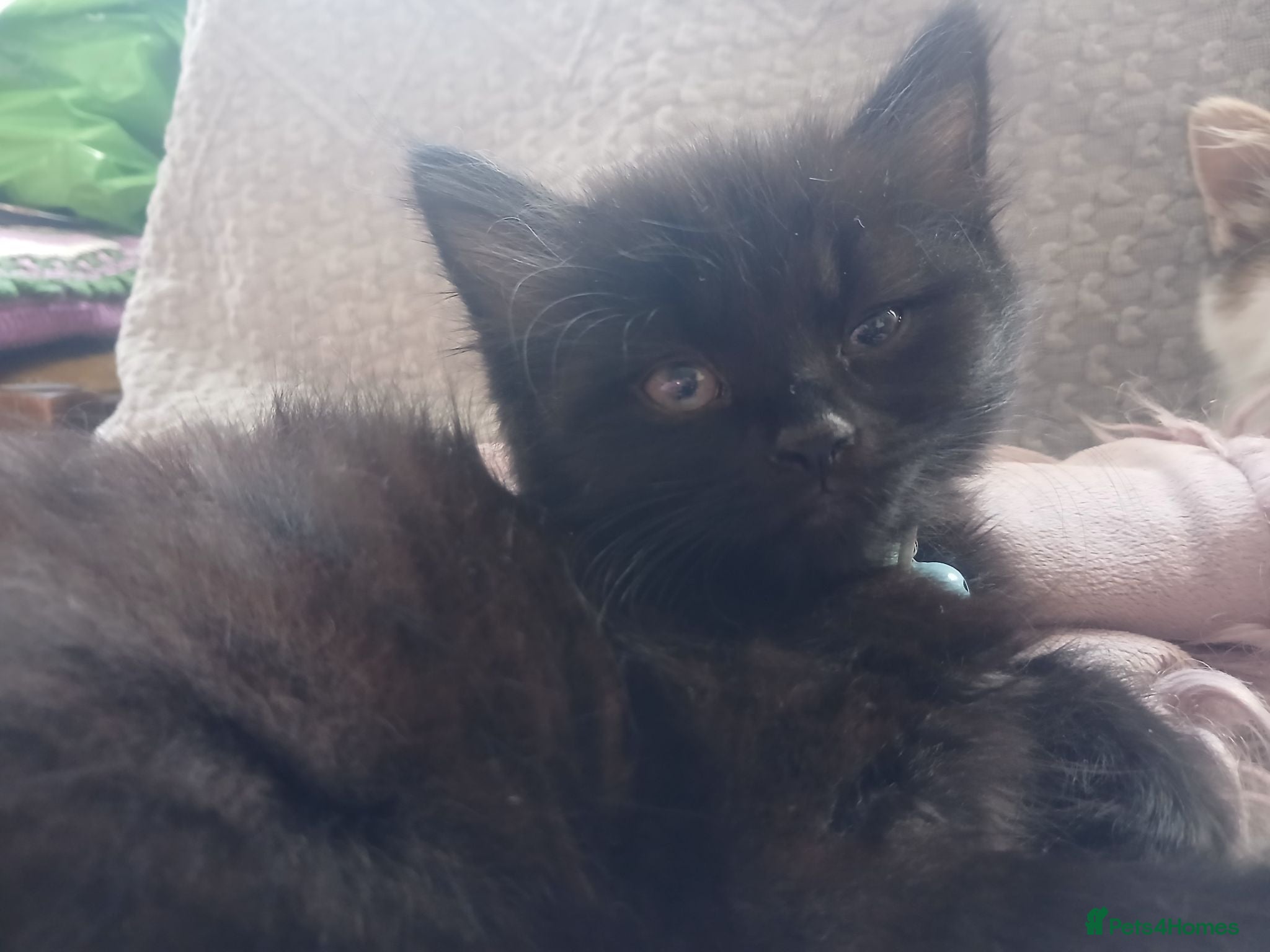 Mixed Breed cats Two fluffy kittens for Autumnal snuggles - Advert 2