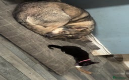 Siberian Husky dogs for stud: Looking for her man - Image 2