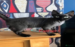 Devon Rex cats for sale: GCCF Devon Rex kittens - Image 12