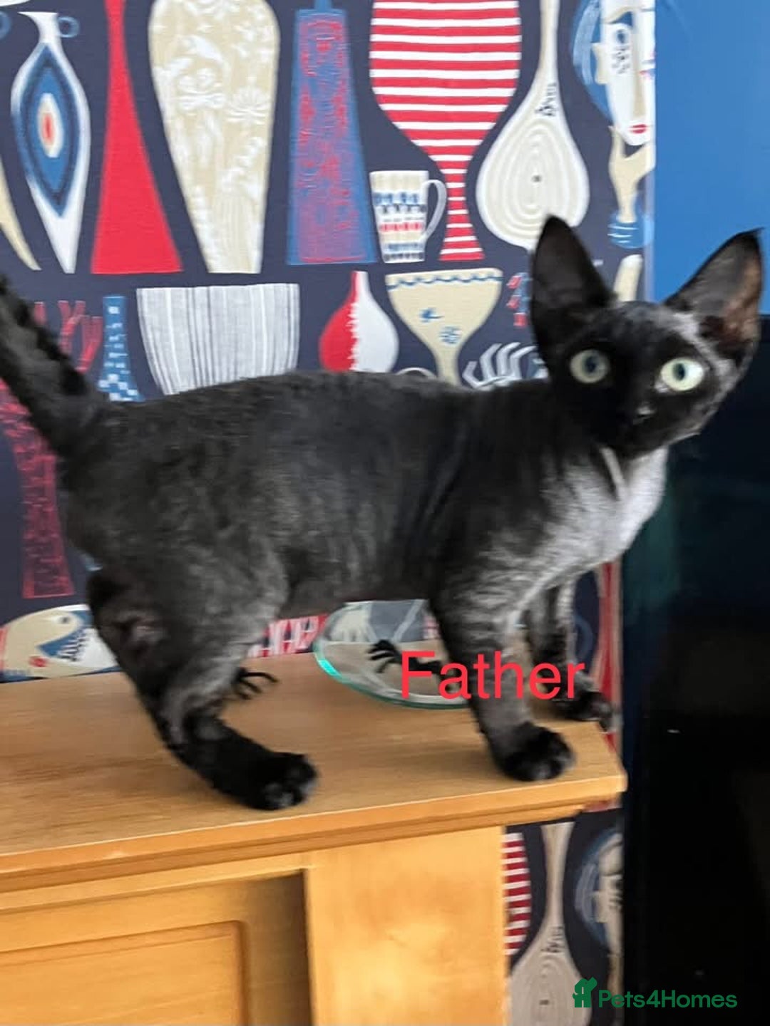 Devon Rex cats for sale: GCCF Devon Rex kittens - Image 12