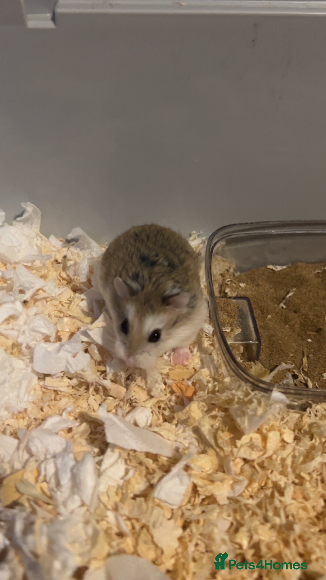 Hamster rodents Male roborovski hamster - Advert 1