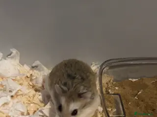 Hamster rodents Male roborovski hamster - Advert 1