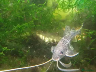 Catfish fish 5+ Pictus Catfish for a new home! - Advert 11