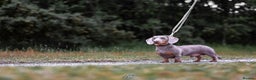 Miniature Dachshund dogs for stud: (STUD). Rupert long haired carrier.  in Bromsgrove - Advert 3