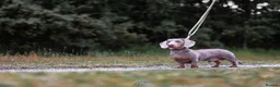 Miniature Dachshund dogs for stud: (STUD). Rupert long haired carrier.  in Bromsgrove - Advert 3