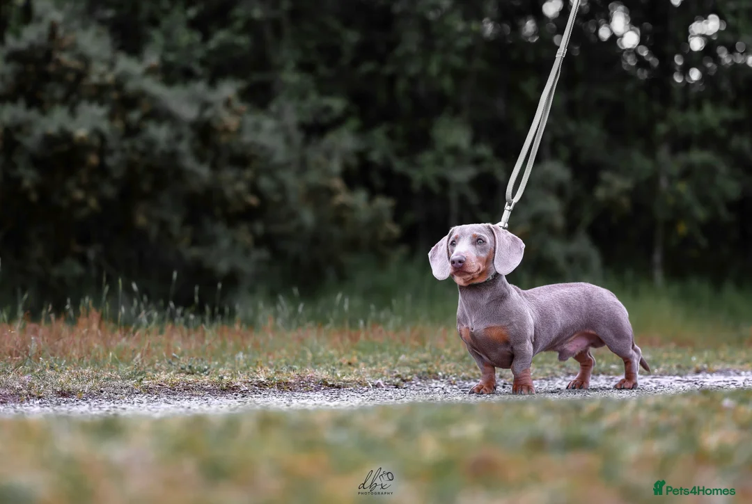 Miniature Dachshund dogs for stud: (STUD). Rupert long haired carrier.  in Bromsgrove - Advert 3