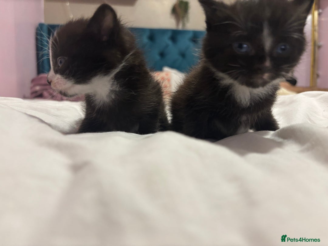 Maine Coon cats for sale: 2 gorgeous boy kittens  - Image 4