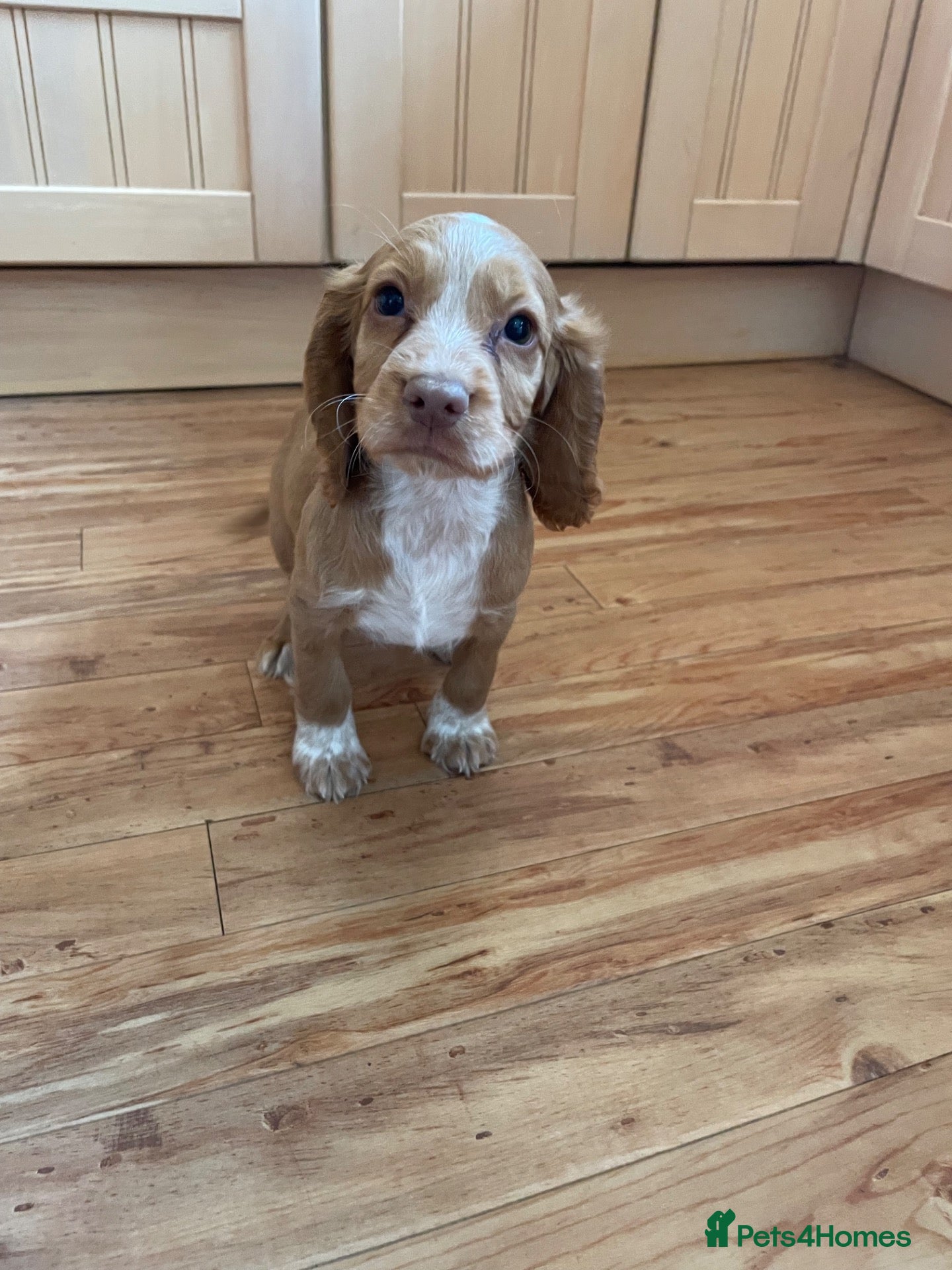 Cocker Spaniel dogs Ready now  KC working cocker spaniel pups  - Advert 5