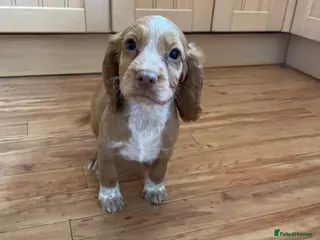 Cocker Spaniel dogs Ready now KC working cocker spaniel pups - Advert 5