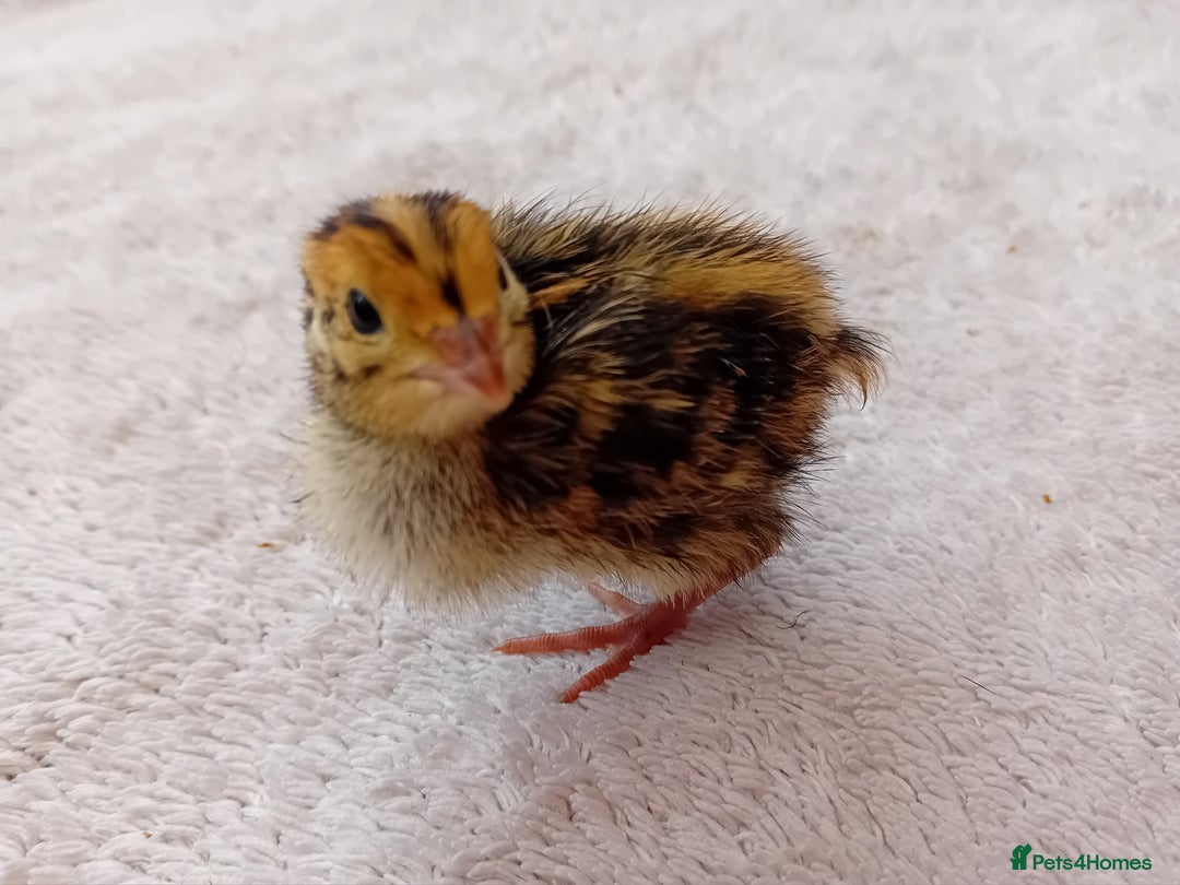 Quail poultry for sale: Coturnix, Celadon and Chinese Painted Quail Chicks - Image 5
