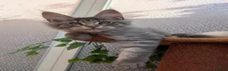 Maine Coon cats for sale: Stunning Maine coon kittens - Advert 13